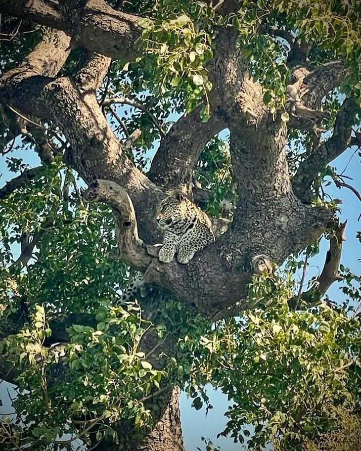 As promised - a postcard from Kelly and Wobbs at @andbeyondphinda 
Team Joshie Strong
Behold, our queen in all her glory!!
With love, the Andrews
✨🖤🐆🖤✨
Have a fabulous rest of your trip @kellyleeandrews & @brett_wobbs_andrews 🐾
#theleopard