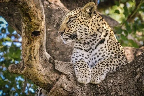 Team Joshie Strong - feast your eyes on this queen!!✨🐆✨
Massive thanks to every one of you that’s jumped at the Joshie Strong Leopard Challenge. 
Your generosity affords the Reynolds family some breathing space amongst the intense weight of