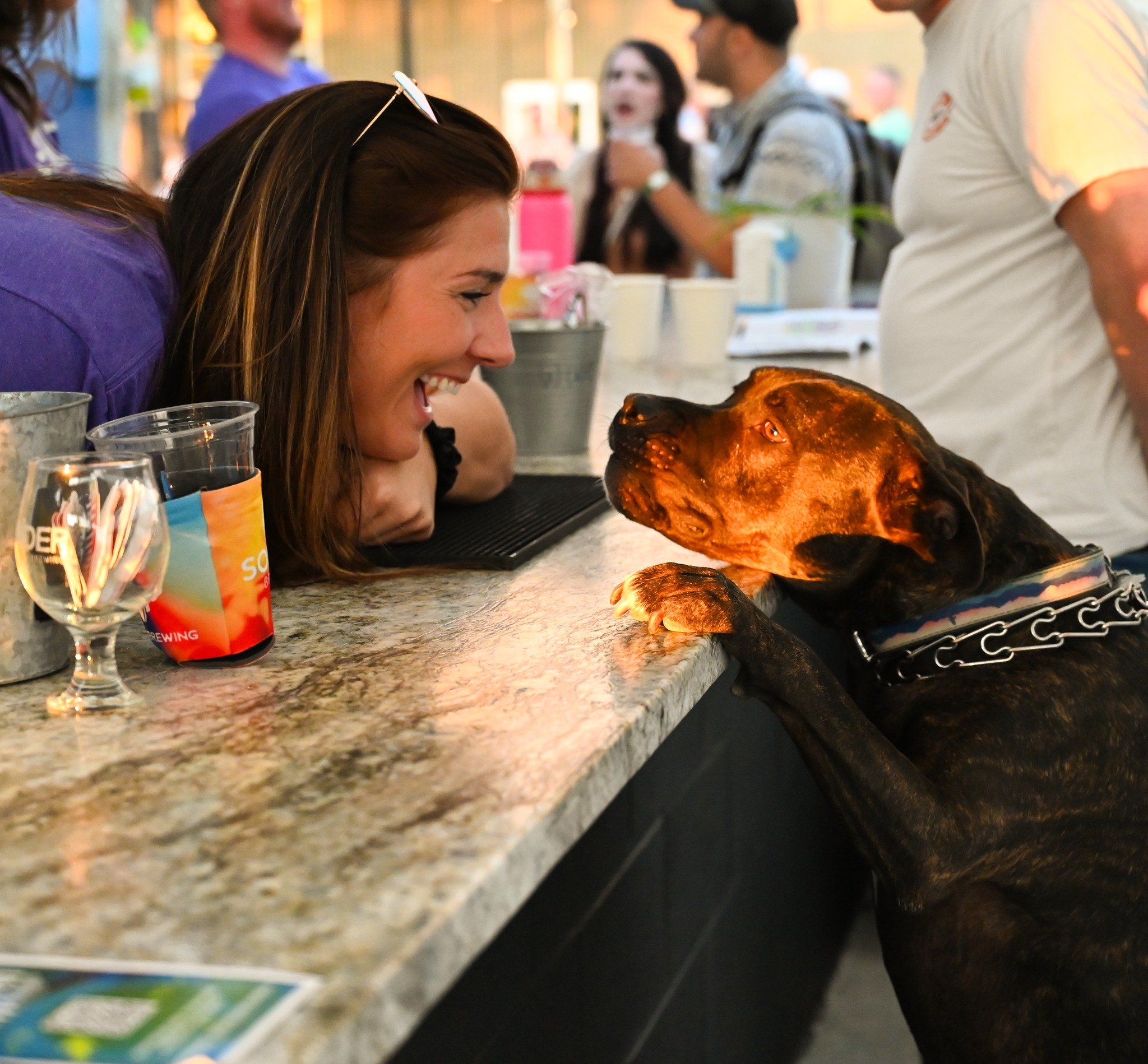 Happy National Dog Day! Celebrate with your pup in our Beer Garden at our Mason Taproom! 🍻🐾

#NationalDogDay #SonderBrewing #UniquelyCrafted