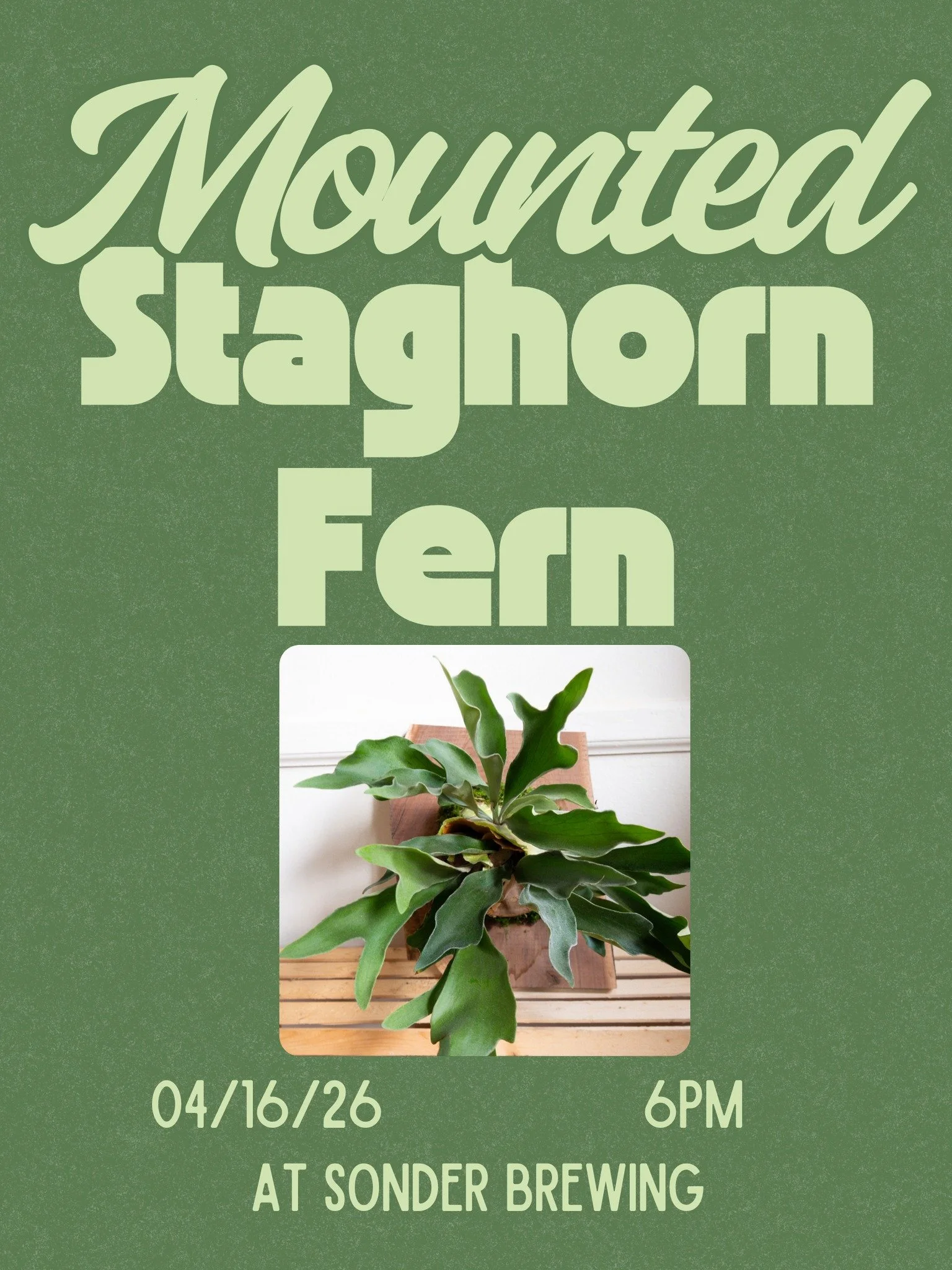 MASON - Mounted Staghorn Fern Class