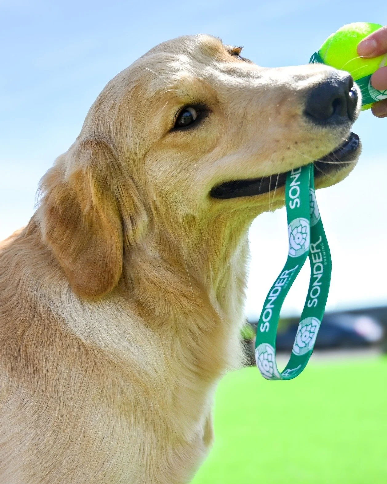 Your dog said they wanted to hang out in our beer garden.
You wouldn't want to disappoint your dog, would you?

While you're here, grab some Brewhaus handcrafted dog bones made from upcycled brewery grains. Every purchase supports training and employ