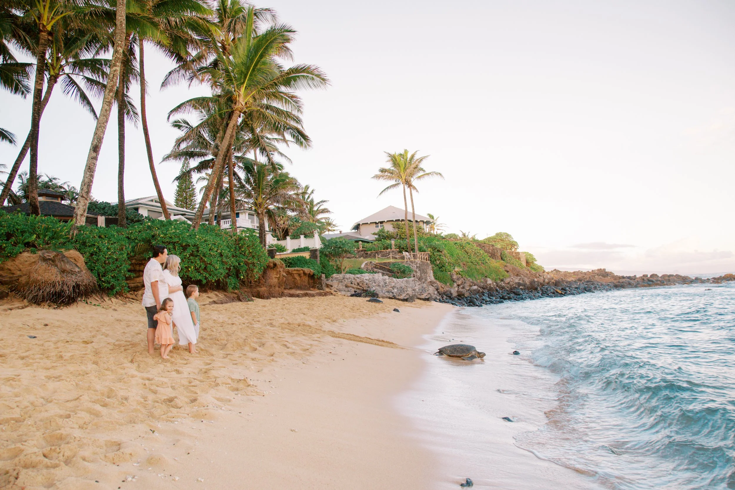 maui Paia family baby moon with sea turtle at mamas fish house