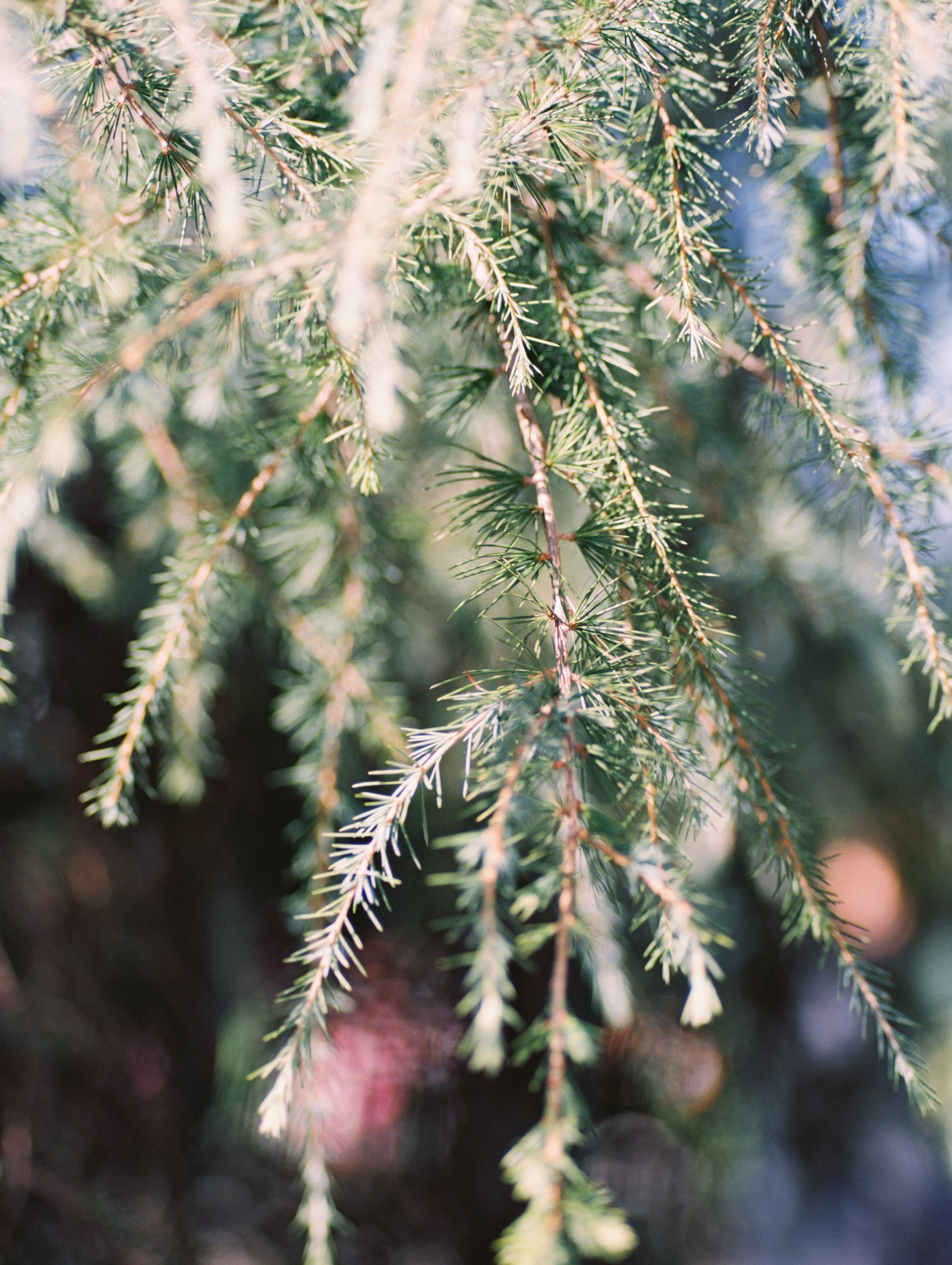 sm2(1of1)-48.jpg