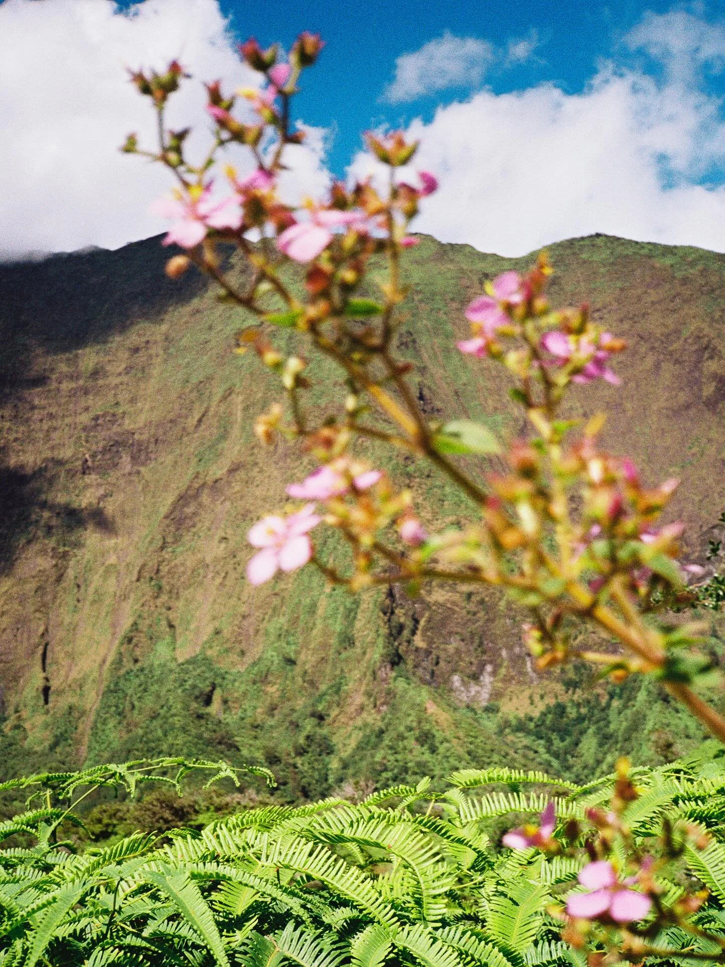 a little bit of this , a little of that 
──────────
.
.
.
.

.
.
.
.
.
.
.
.
.
.

.
.
⠀⠀⠀⠀⠀⠀⠀⠀⠀
#landscapephotography #portra800 #traveloften #kodakfilm #filmcamera #hawaiiphotographer #shootfilmstaybroke #35mmfilm #travelphotography #thefountcollect
