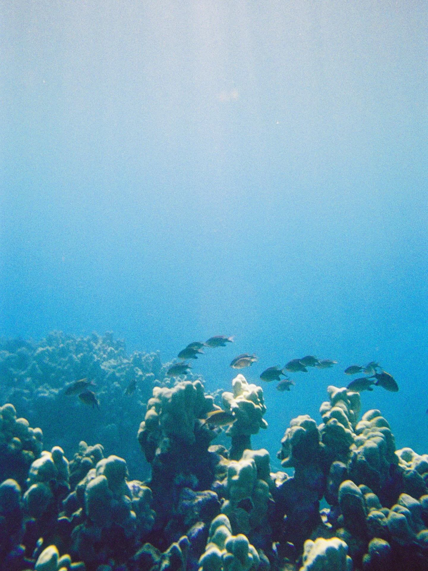 my favorite kind of winter blues + views 🎞️
&bull;&bull;&bull;&bull;
.
.
.
.
.
.
.
.

.
#shootmorefilm 
#heavenisaplaceonearth 
#hawaiistagram 
#winterblues 
#filmisnotdead