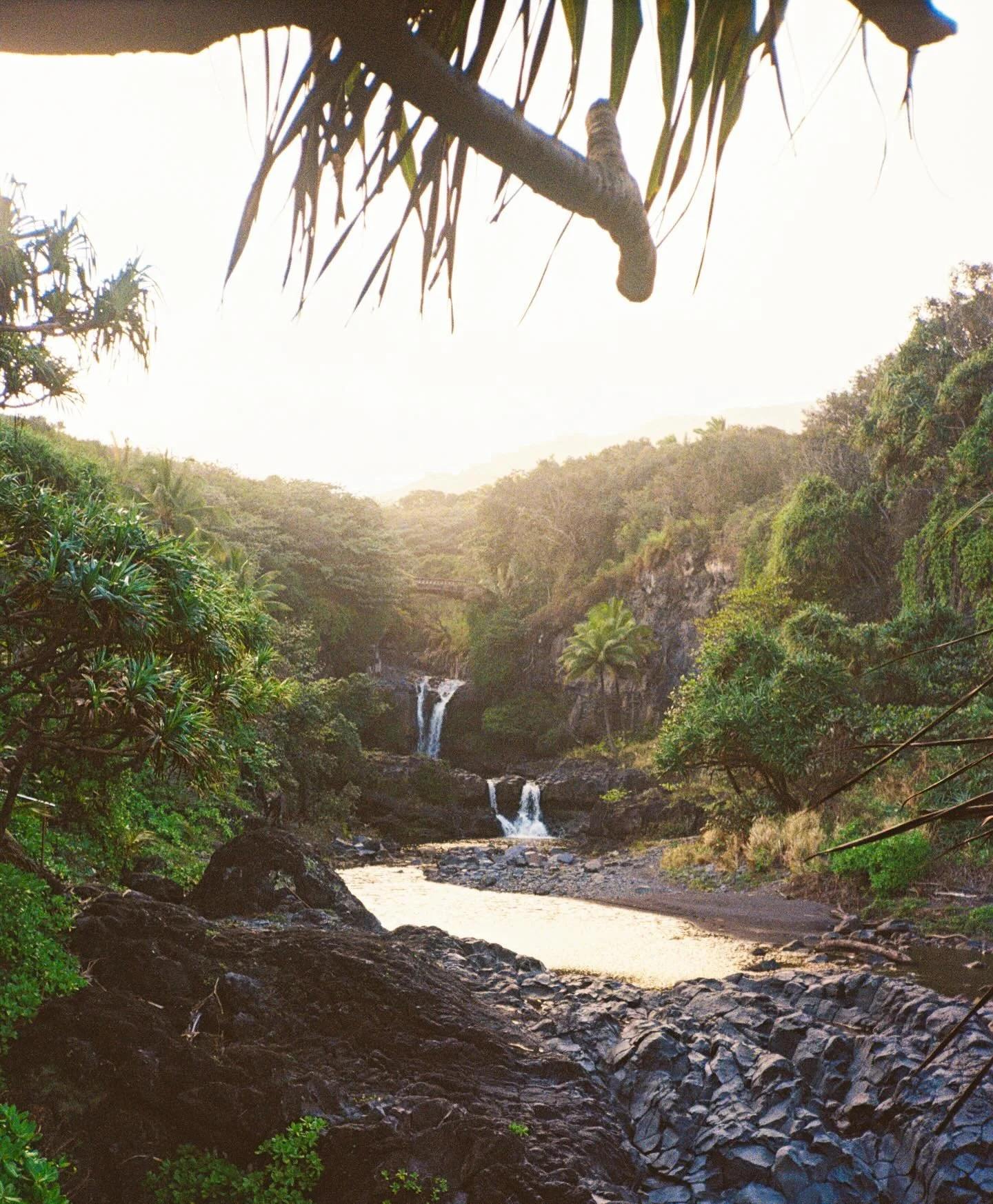 film and maui&rsquo;s east side really are a match made in heaven 🌿
&mdash;&mdash;&mdash;
.
.
.
.
.
.
.
.
.
.

#mauiphotographer 
#35mmfilm 
#hawaiifilm
#mauinature
#filmisnotdead
