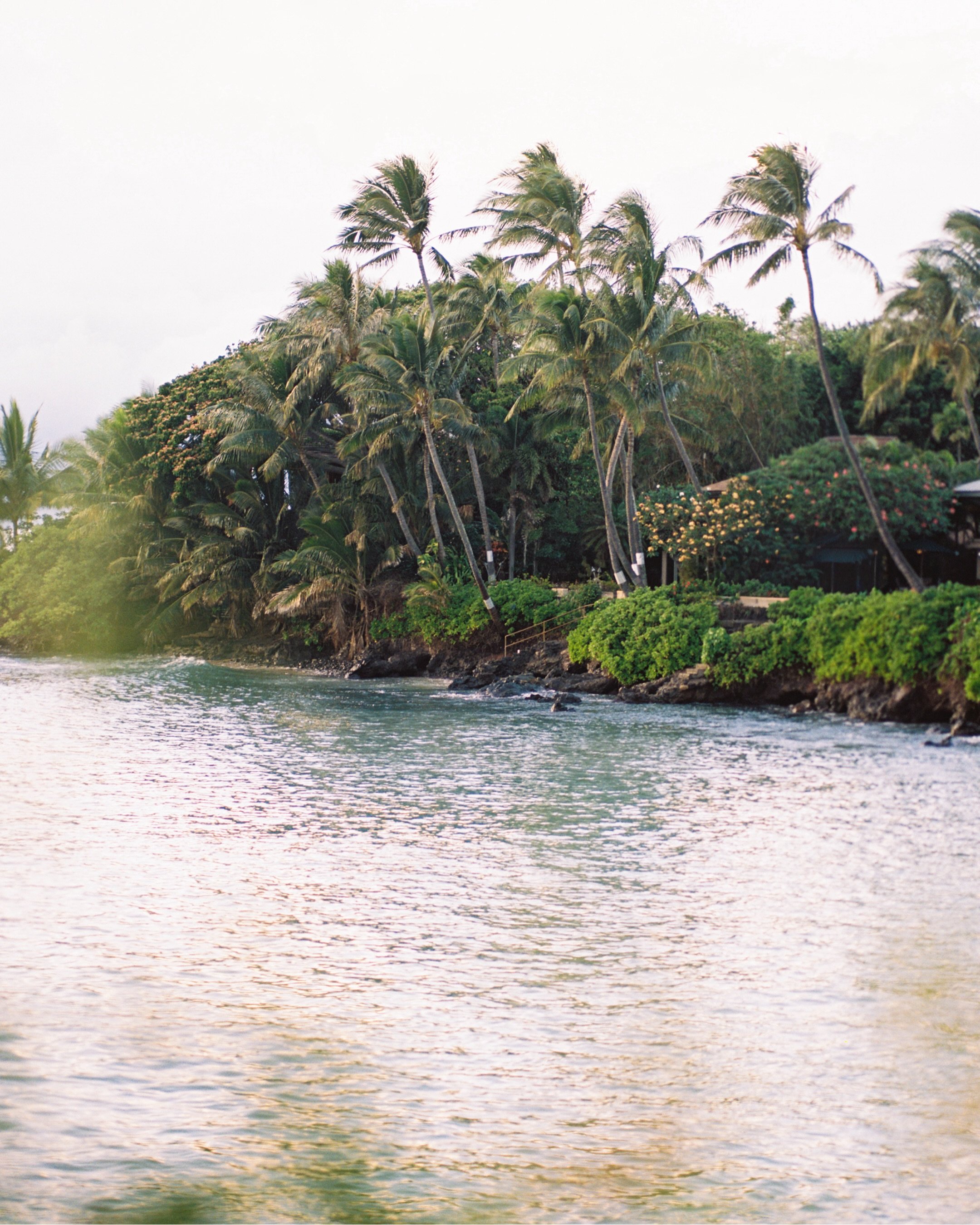 ✿ . ❀ . 𓆉 . ❀ . ✿　
.
.
.
.
.
.
.
.
.
Hawaiʻi &bull; Maui &bull; island life &bull; travel journal &bull; film photography &bull; tropical landscapes &bull; diving &bull; sea turtle &bull; hiking &bull; palm trees &bull; golden hour &bull; ocean view