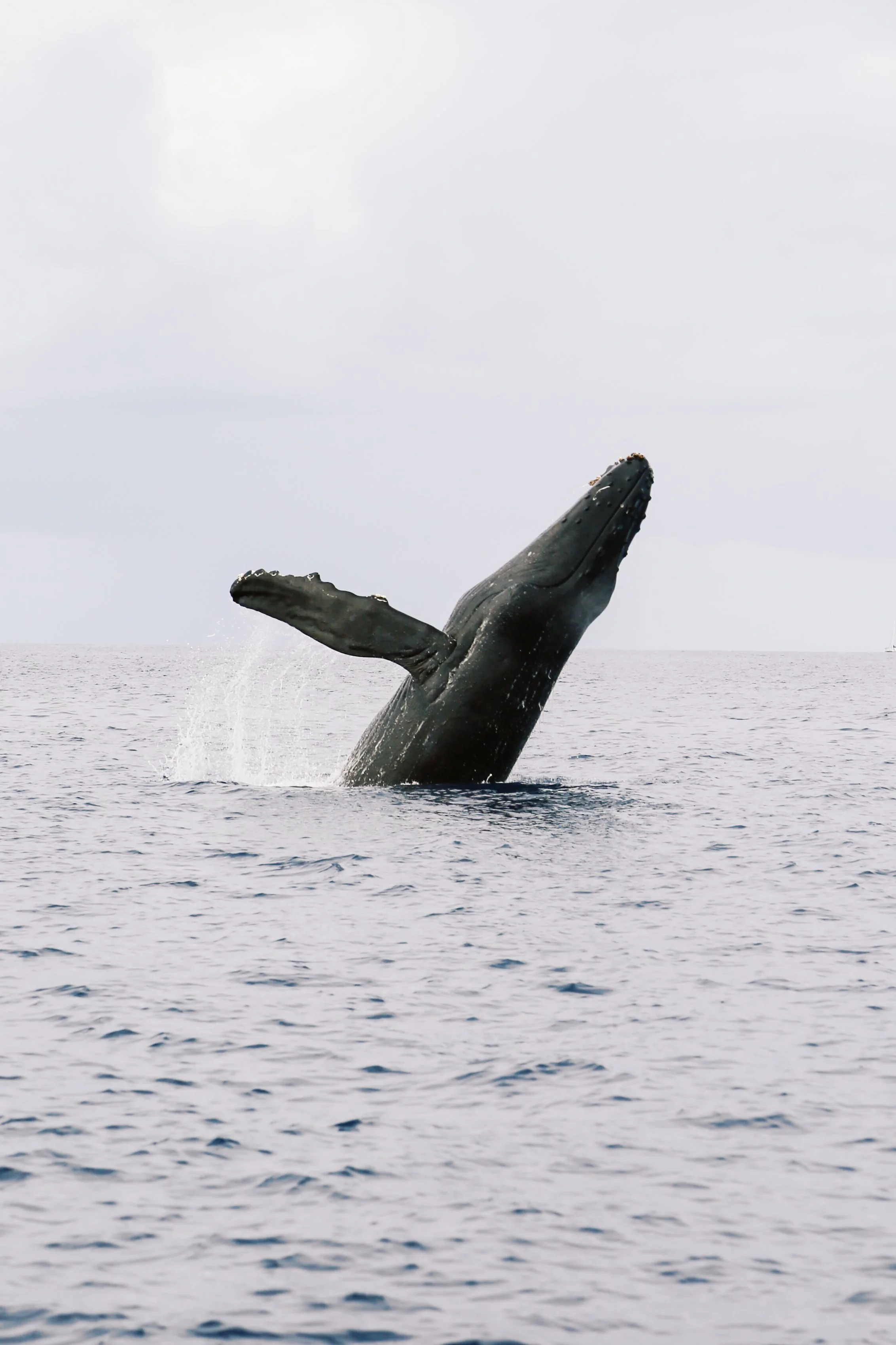 Humpback whale sighting experience during a Maui whale watching tour