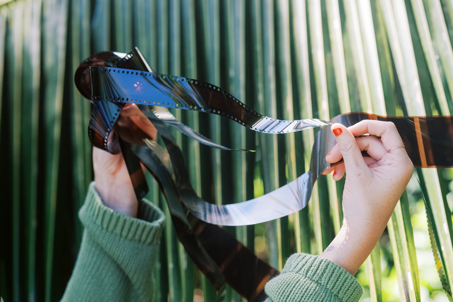 A photo of film with a palm tree in Maui Hawaii.