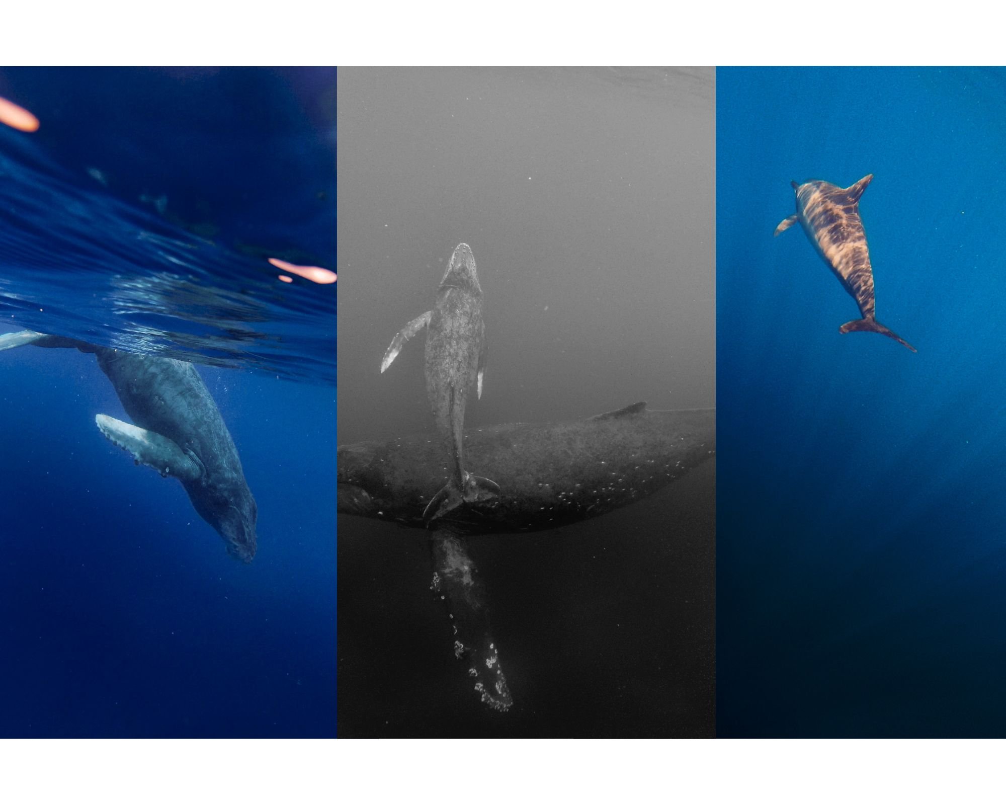 Mother and calf humpback whales swimming near Maui