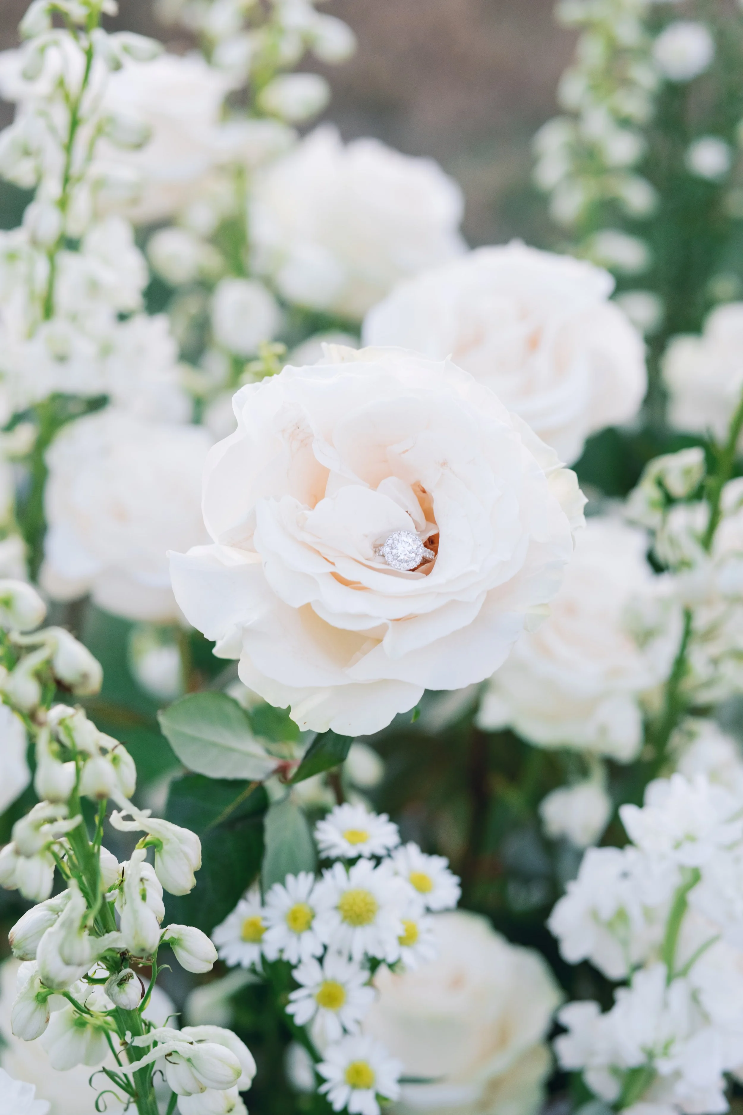 An engagement ring delicately placed inside of a rose at a private proposal located in Maui Hawaii.