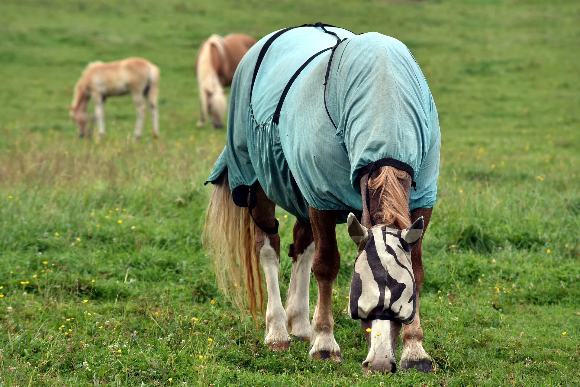 A flysheet can help reduce the risk of sweet itch in horses.
