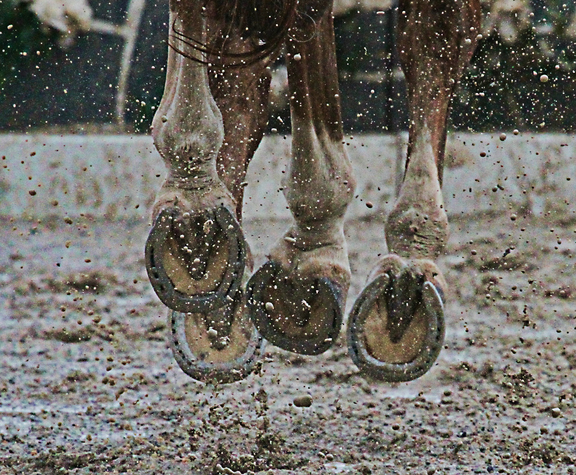 Mud and rain are common environmental factors that cause the bacteria to flare up and cause scratches in horses.