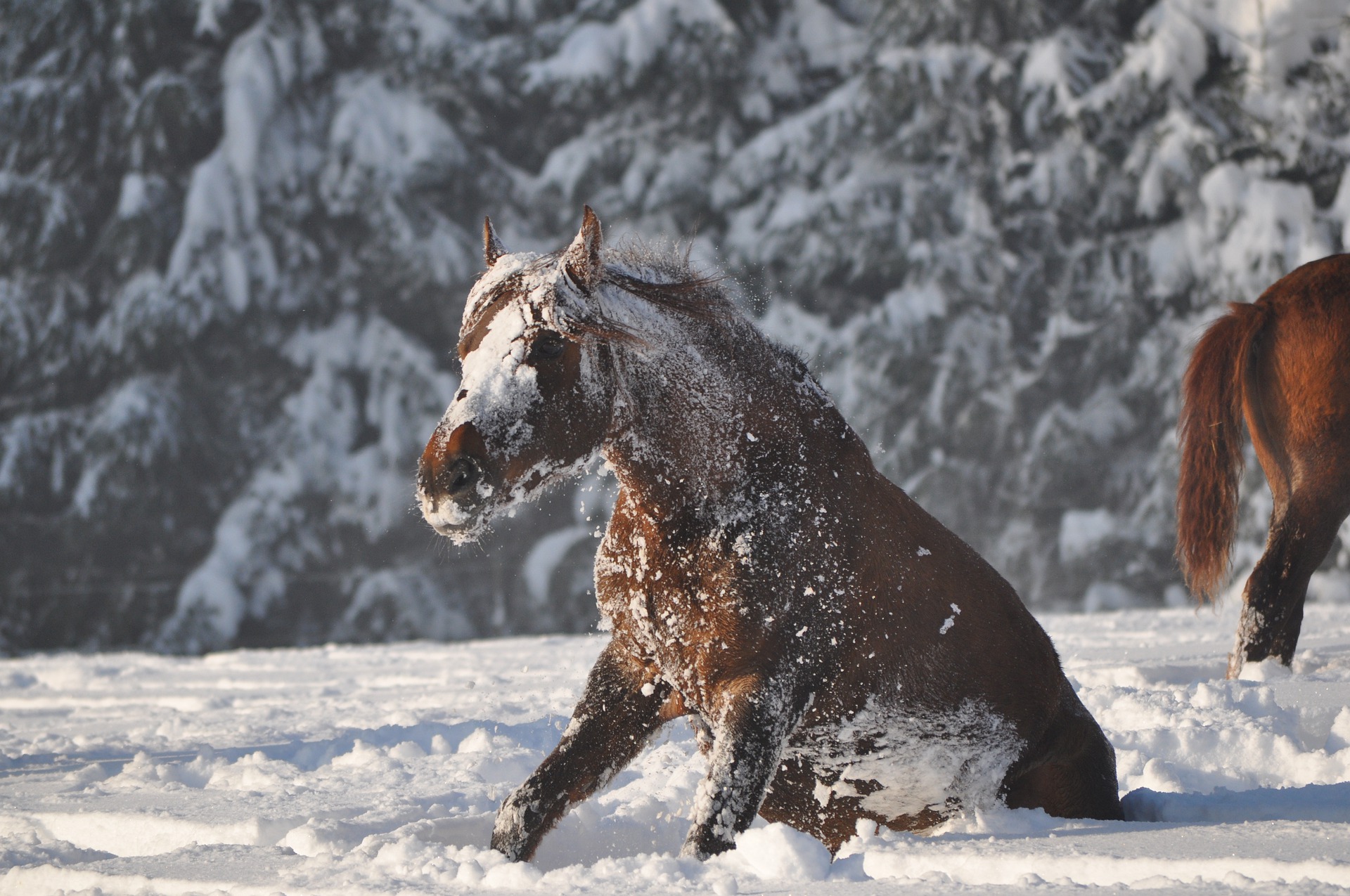 How to Wash a Horse in Winter COAT DEFENSE