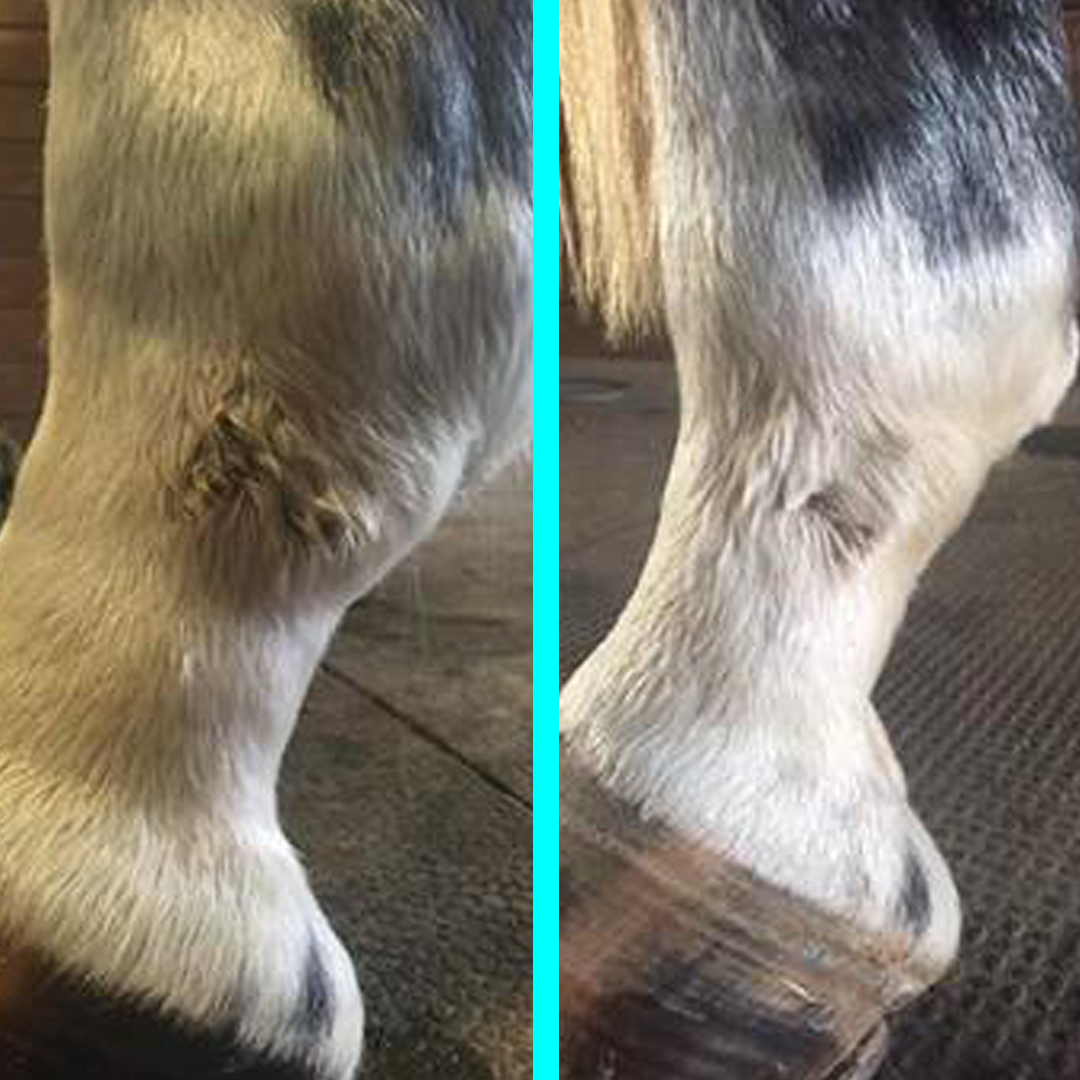 mud_fever_before_after.jpg