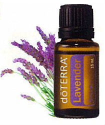 Lavandula angustiolia