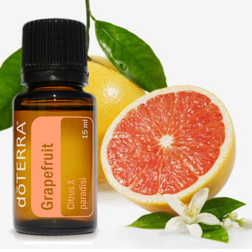 Citrus X paradisi