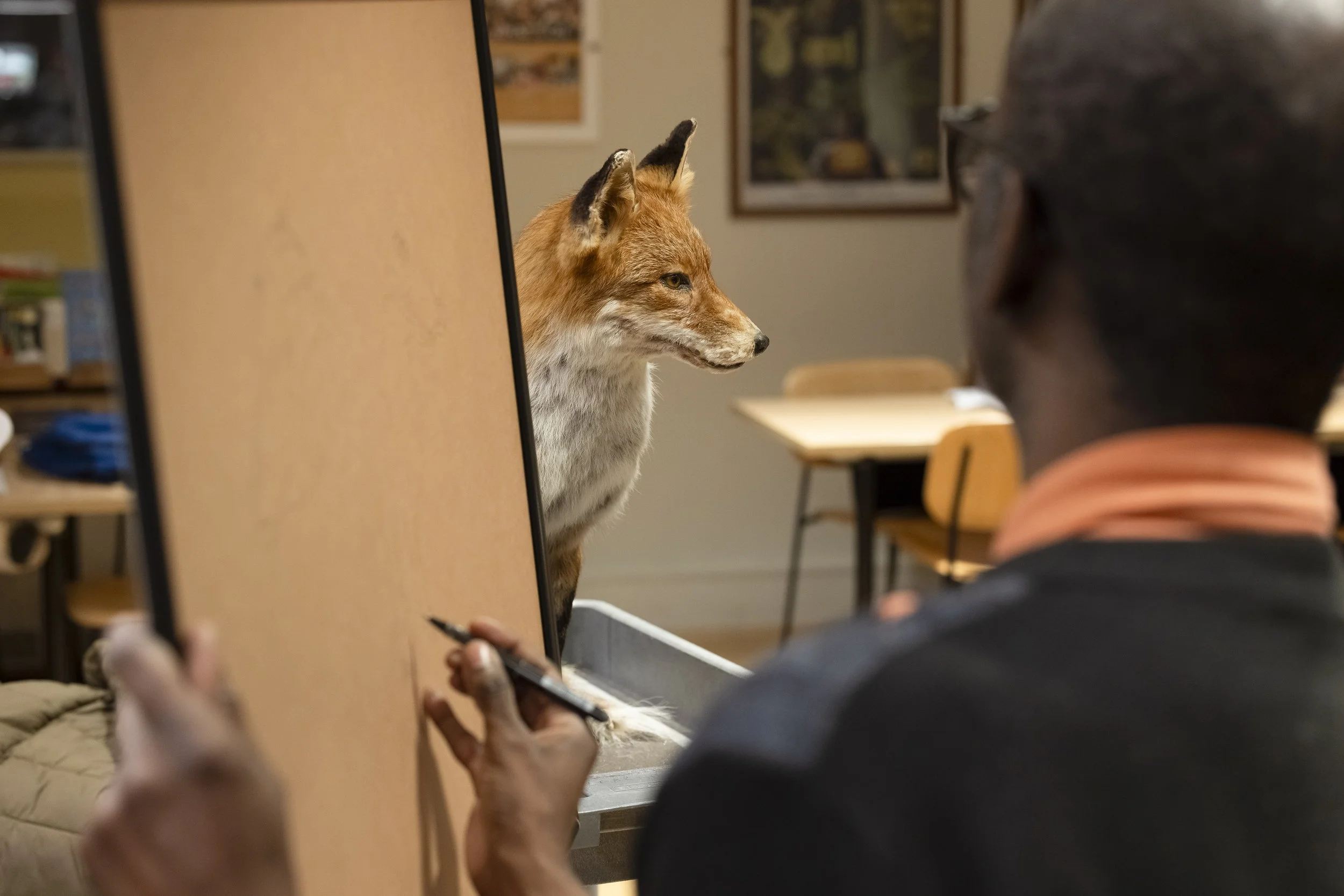  Artist sketching a taxidermy fox during a public event at Manchester Museum.   