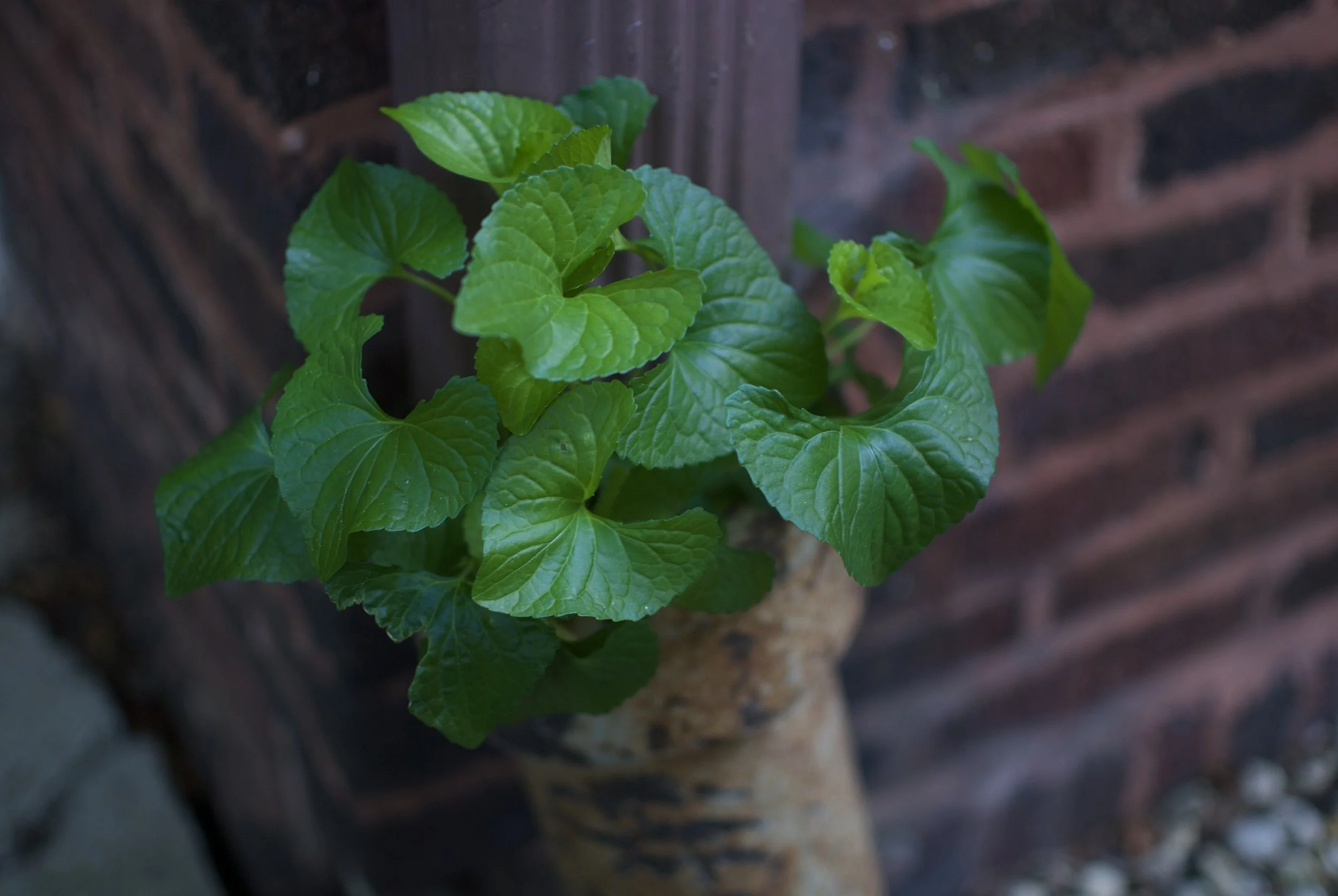 DSC_0145.jpeg