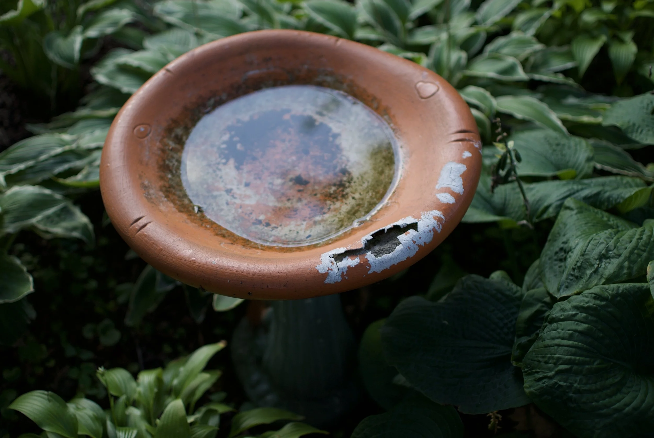 DSC_0172.jpeg