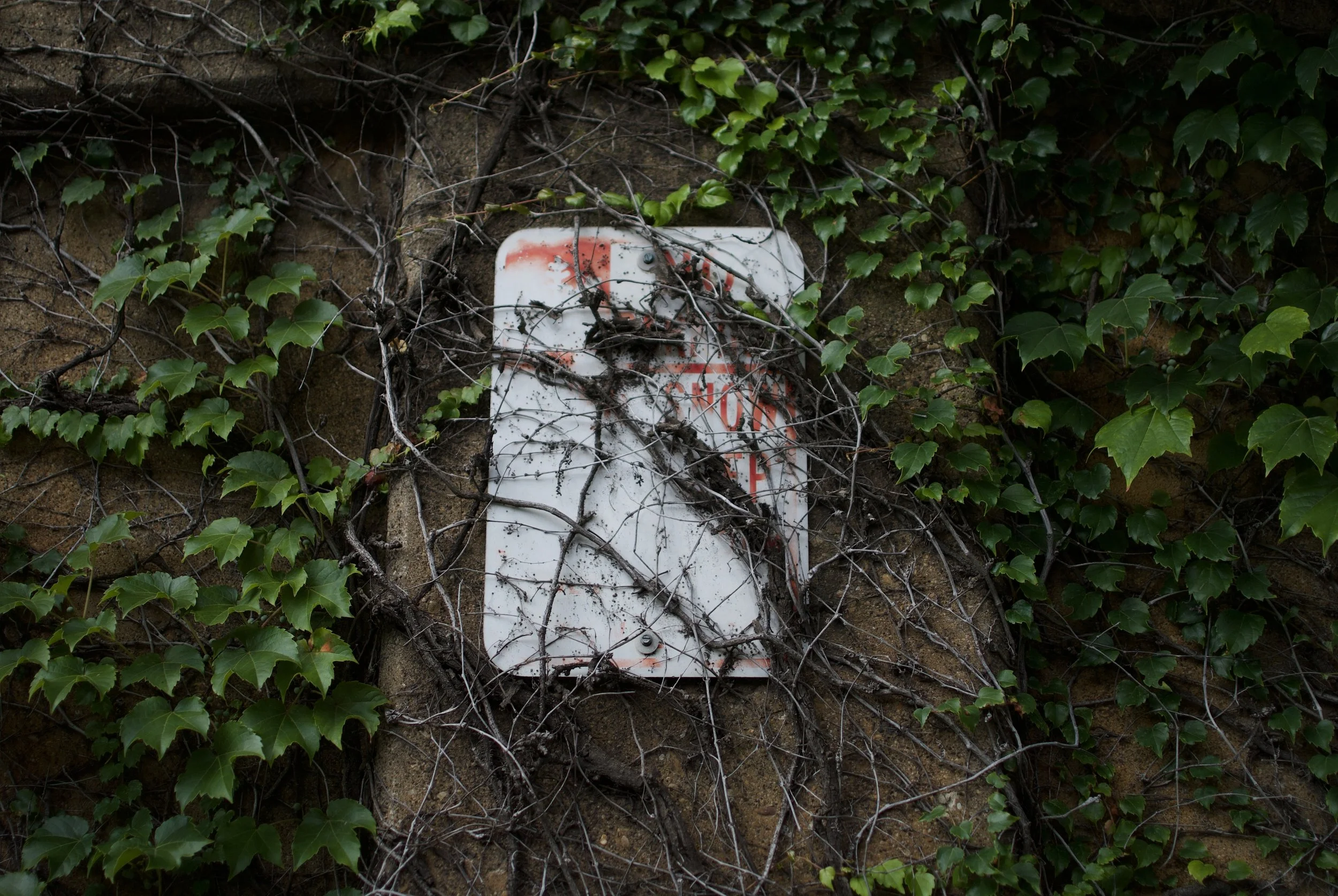 DSC_0597.jpeg