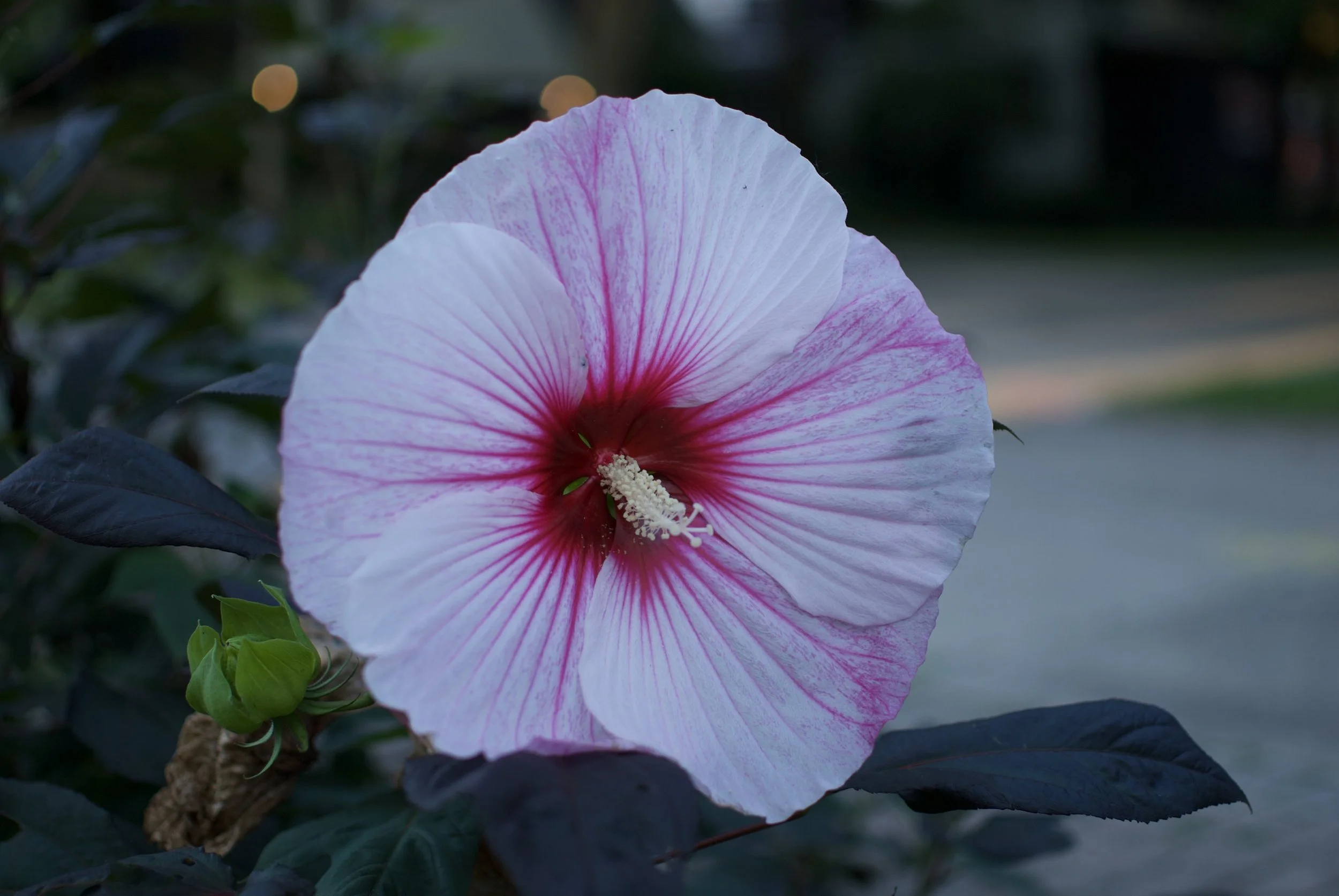 DSC_0699.jpeg