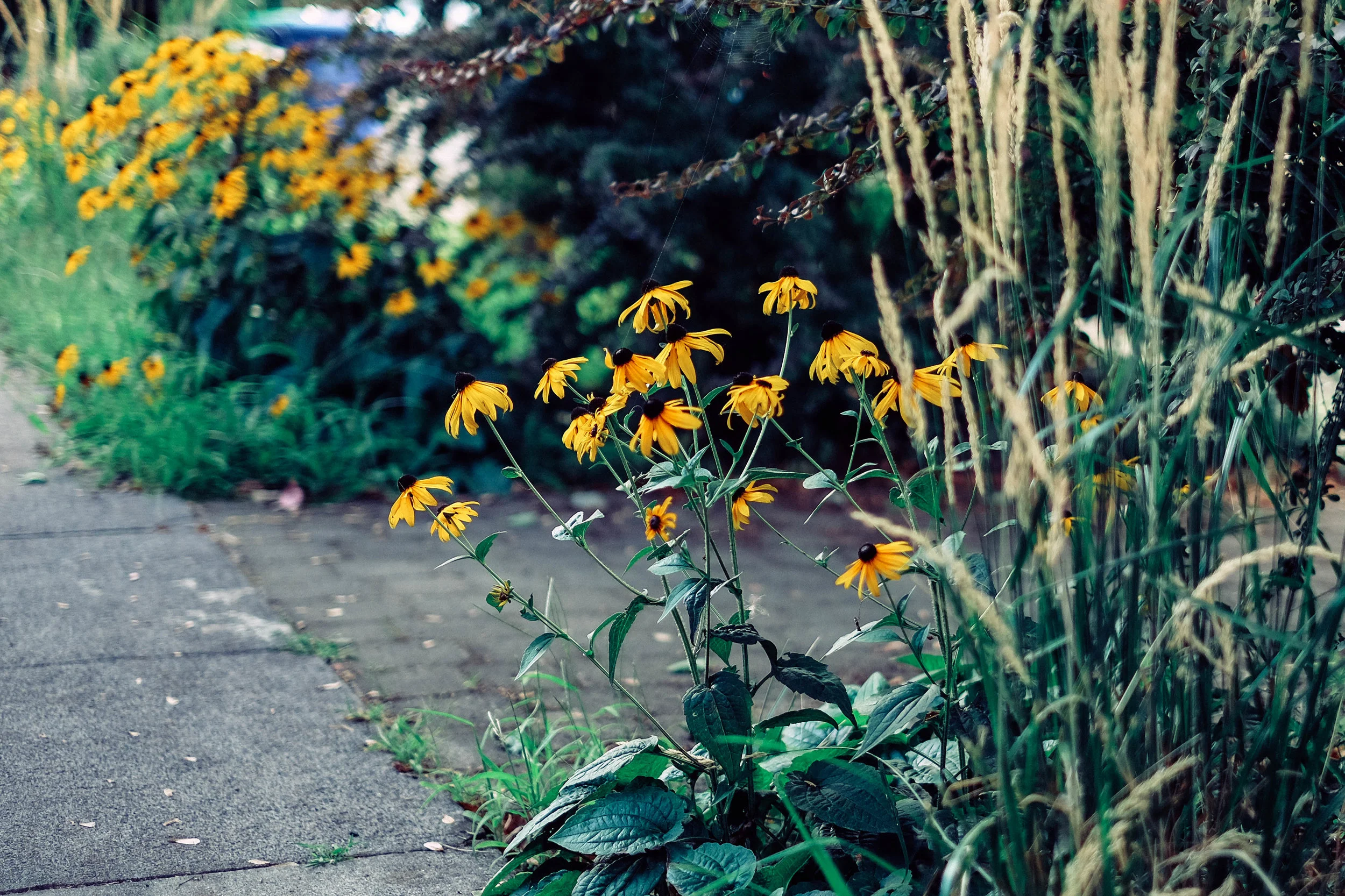 DSCF5879.jpg