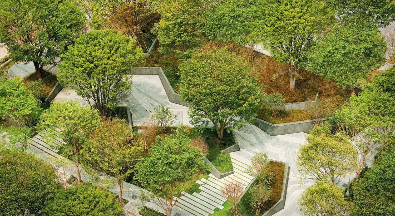 zelkova_above.jpg