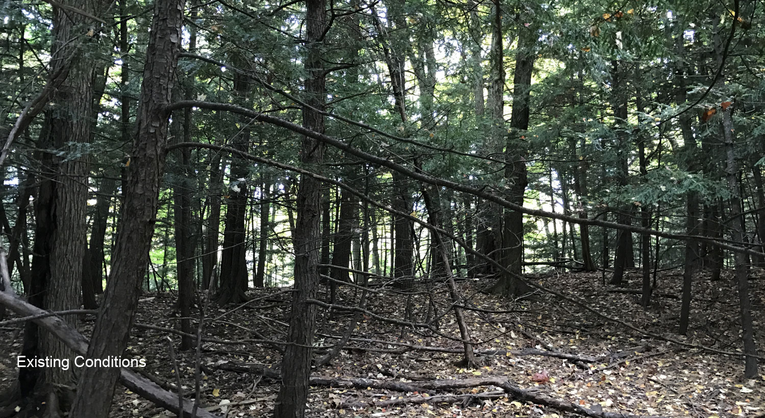 GH_trees.jpg