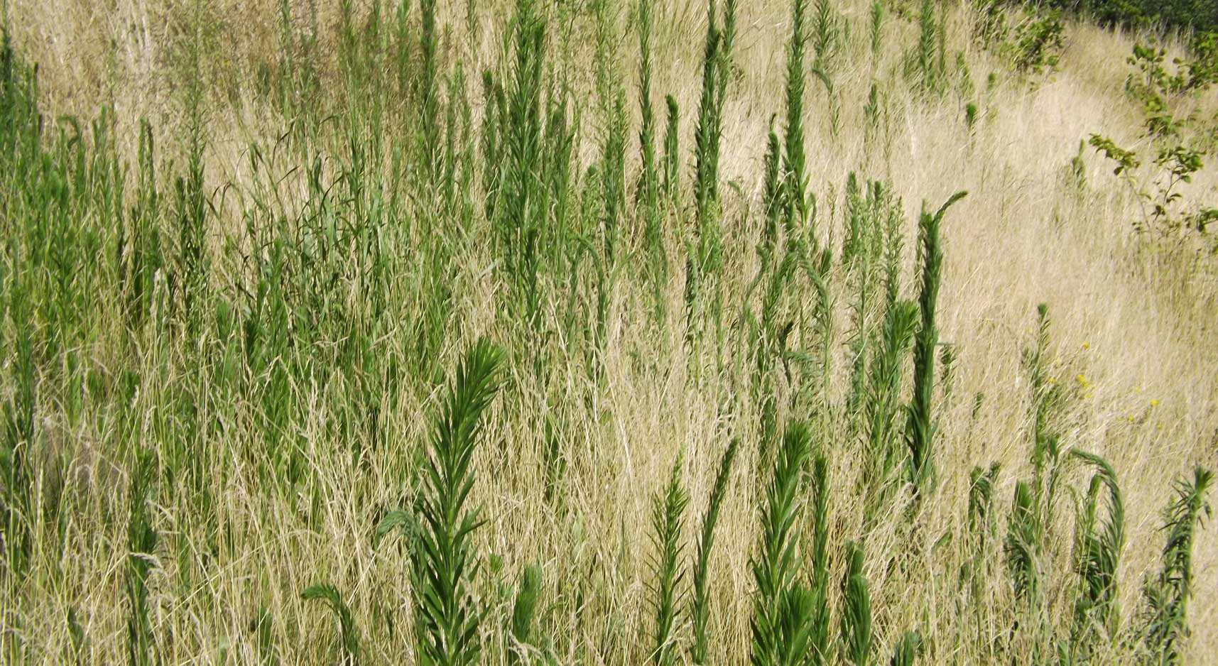 BrandeisSciCtr_grass.jpg