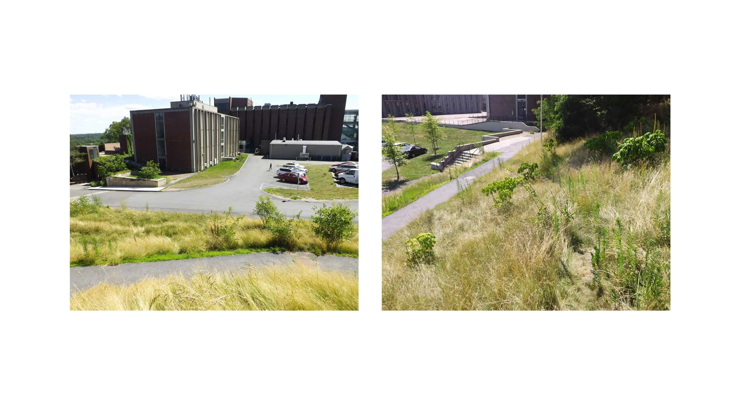 grass-view2.jpg