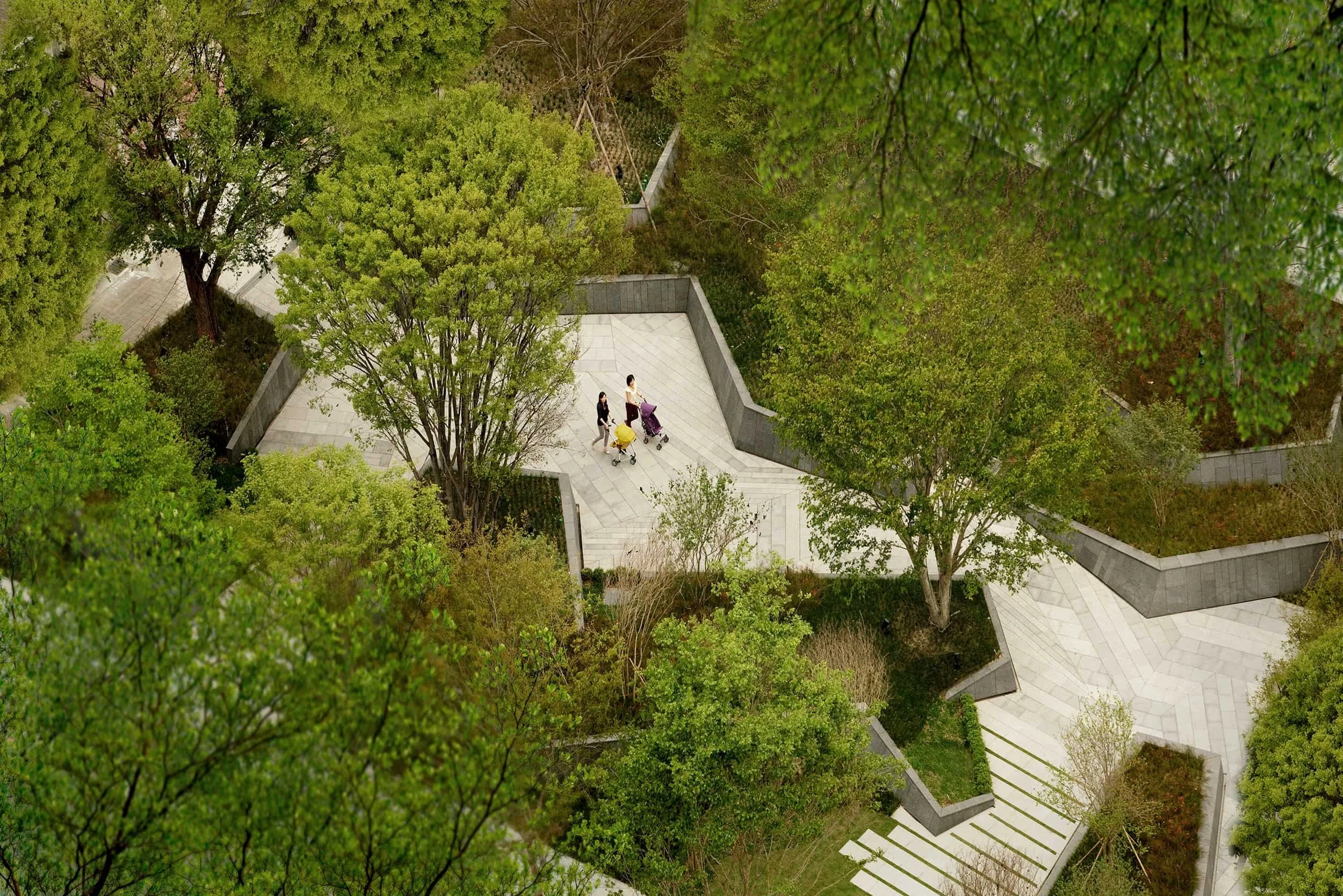 Zelkova drone shot-min.jpg