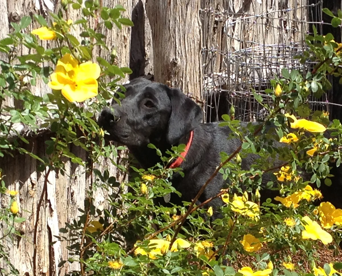 FEMA dogs have a soft side, too