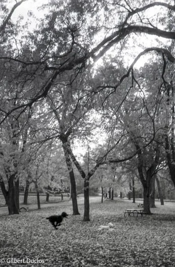 Vie de chiens, Mtl 2006.jpg