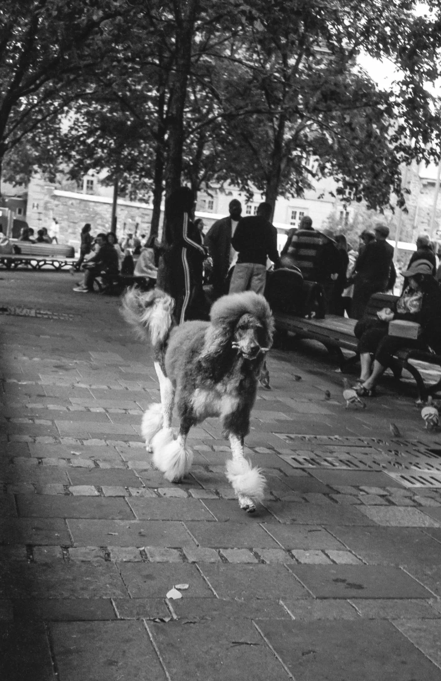 Tourisme canin, Mtl 2026.jpg