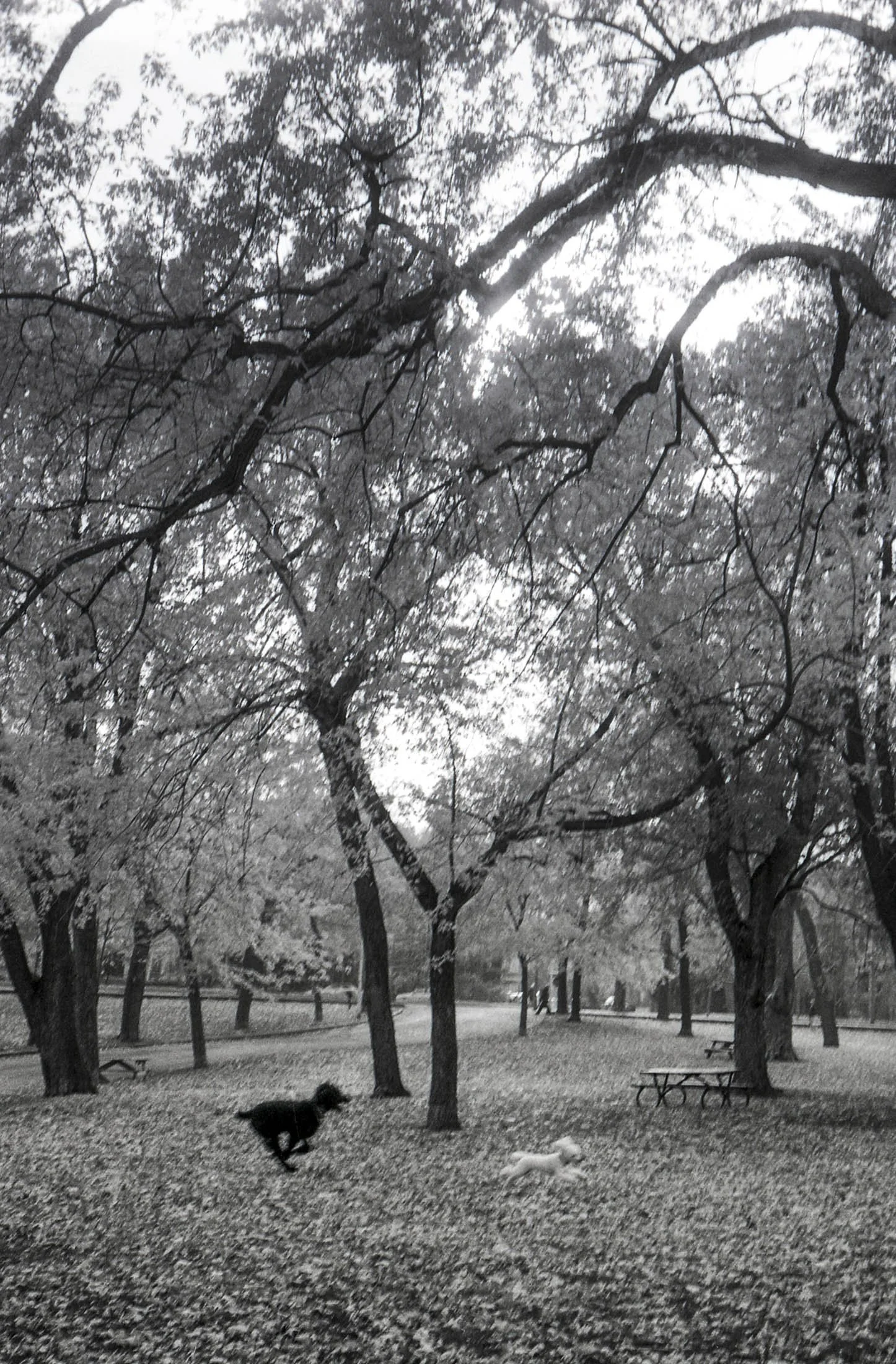 Vie de chiens, Mtl 2006.jpg