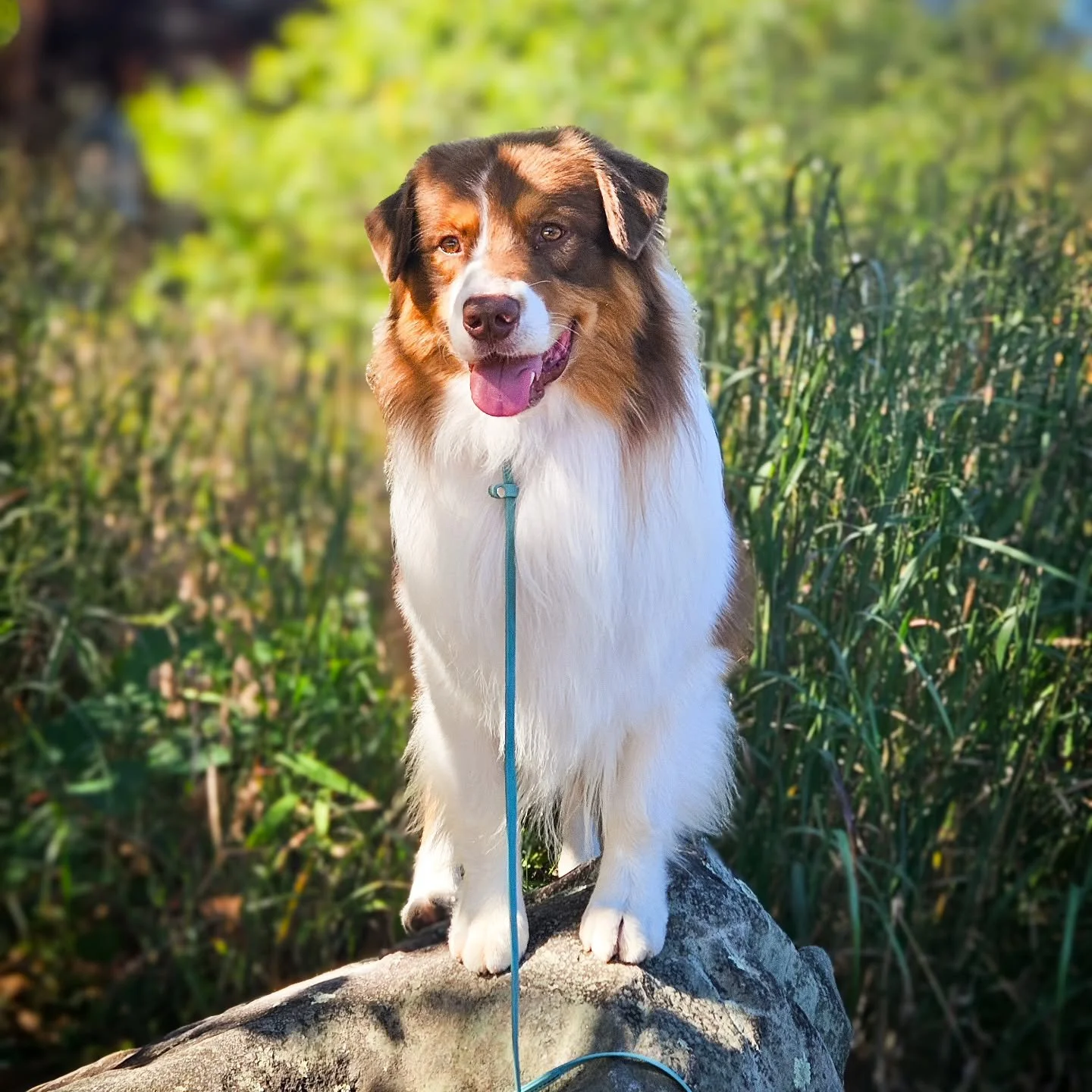 Took Kraken out and about while running errands today, and one of our stops was Bass Pro! He wasn't too sure about the water features (he hates water, which is ironic because of his name 🤦🏻‍♀️), but otherwise, he had a good time! 
This was bef
