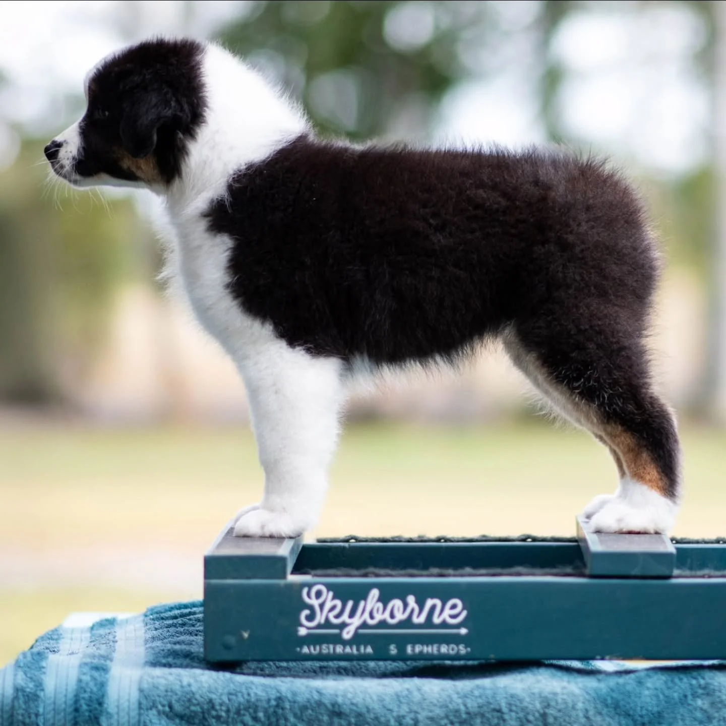 Meet Scribble!
Scribble is looking for a show/performance/active companion home. She will be the perfect candidate for a first time aussie owner or someone new and looking to get into the world of dogs sports and showing. She is a very moderate pupp