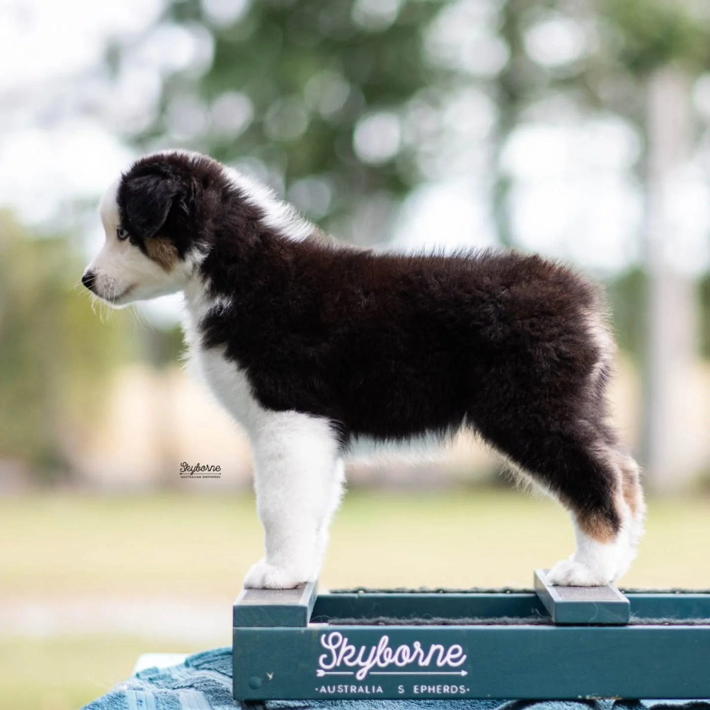 Meet Sketch!
She is looking for a show/performance home. I've been calling her my spicy girl since they've been on their feet. She is a very drivey, busy girl and has a bright future in performance. If you're looking for your next rally, agility, or