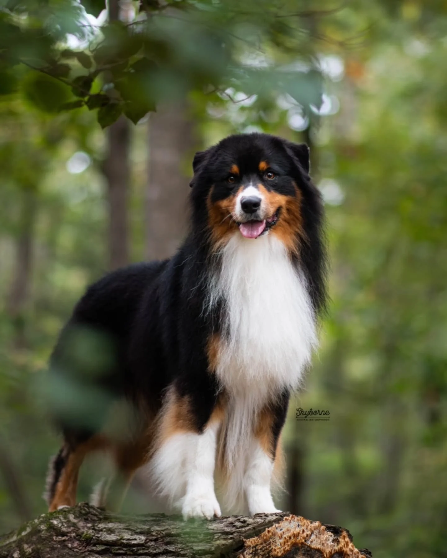 We had some visitors this past week and it was so nice to spend some quality time without having a million and one things to do! Was also able to get some new photos of Strike, and I am so happy how they turned out! He is such a handsome boy. 
@naugh