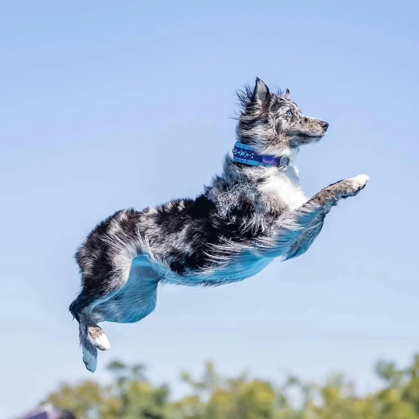 Like mother, like daughter. 🩵 
@cherishingluna 
Echo, Skyborne’s My Ego Echoes DM DS
Person Best: 23'1
Ego x Atari '23