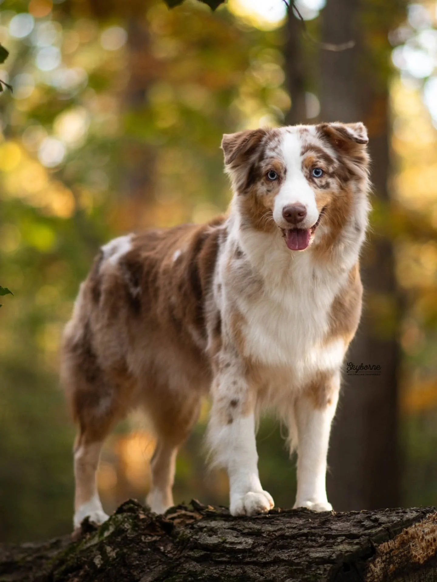Sammy is here visiting for a little bit. 🩵 She is GCH Griffin x Atari's  daughter. She reminds me so much of her momma, with a little splash of Griffin and it makes my heart happy. 🥰 
Samus, Skyborne's In It 2 Win it DM DS CGC TKI
Co-owned and lo