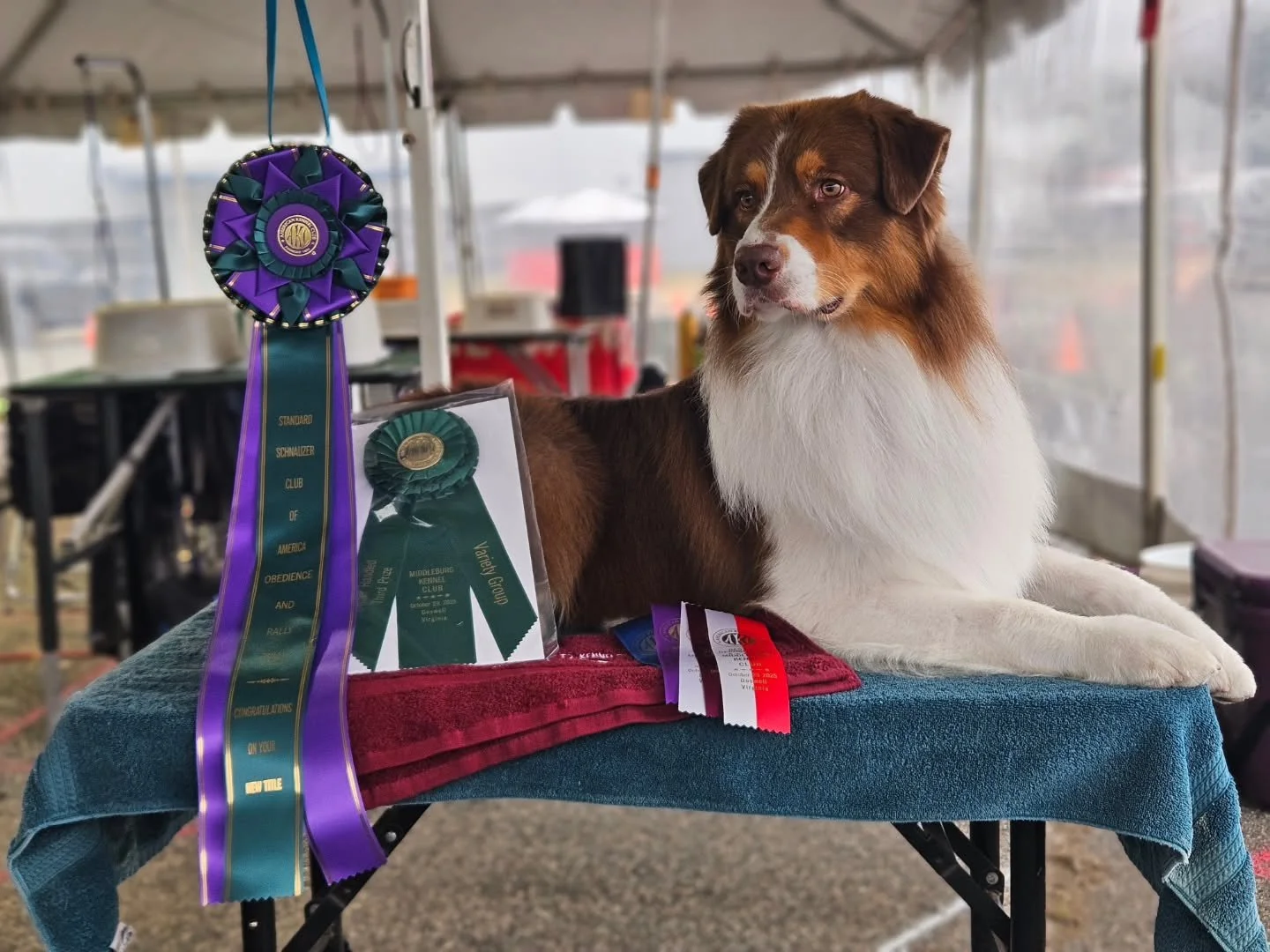 🦑 Kraken had a GREAT day in Doswell today! 🦑

He went Winner Dog, Best of Winners, Best Opposite over specials for another two pts towards his CH under Ms. Shelley S. Hennessy! He then went on to get an OHG3 under Mr. James Fehring.

He also earned