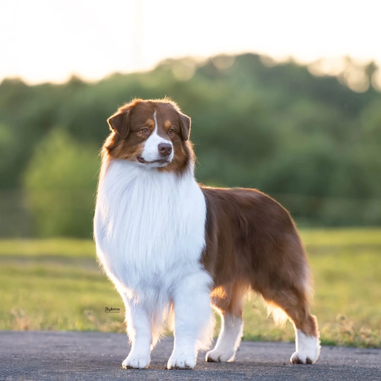 Today in Doswell, Kraken went WD/BOS over specials for a 3pt major under Mr. Paul Lawless to finish his CH! 

He is now:
*AKC CH* OH Group Placing BBE Group Winning Skyborne's Why's The Rum Gone RN BCAT CGC TKN

He earned all his points out of the Br