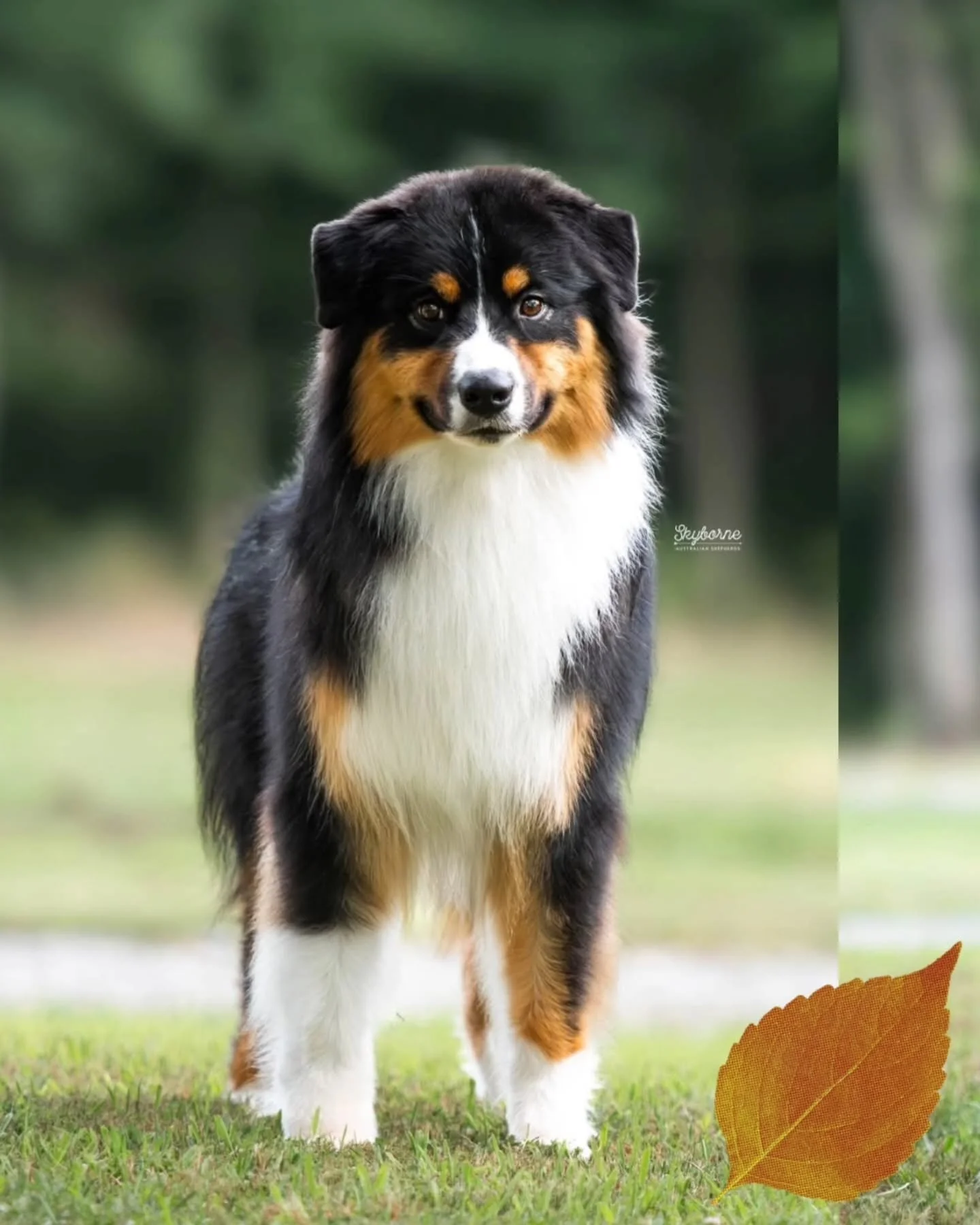 I have a 16 month old male that was returned due to no fault of his own; he is from our CH Meatball x CH Lyric litter (Ticket). 

Boone is a very boisterous, impressive boy that has a lot to offer. His previous owner has put great foundations on him 