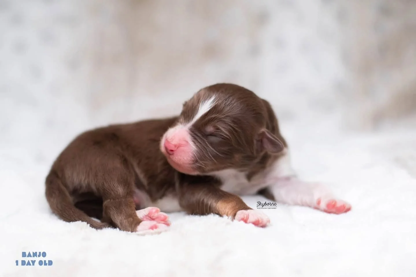 We've been keeping a secret. 🫢

Strike and Samus welcomed 7 very healthy, plump babies yesterday! 

This litter is very special to me for many reasons. It combines many dogs near and dear to my heart. Tala, Nymbus, Griffin, Atari. Each of these dogs