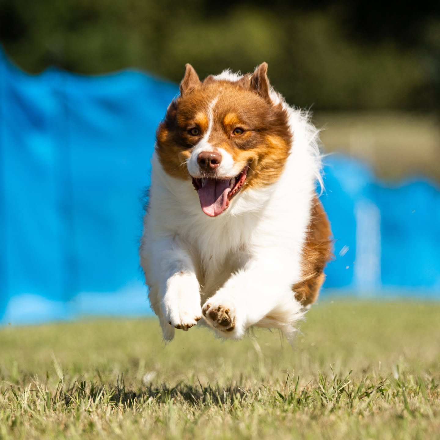 Happy 3rd birthday to Kraken and all of his siblings! 🎂
.
We hope everyone had a wonderful Thanksgiving! 🦃 
.
.
#skyborneaussies #kraken #showdog #showdogsofinstagram #sportdogofinstagram #sportdog #versatileaussie #aussiesofinstagram #australiansh