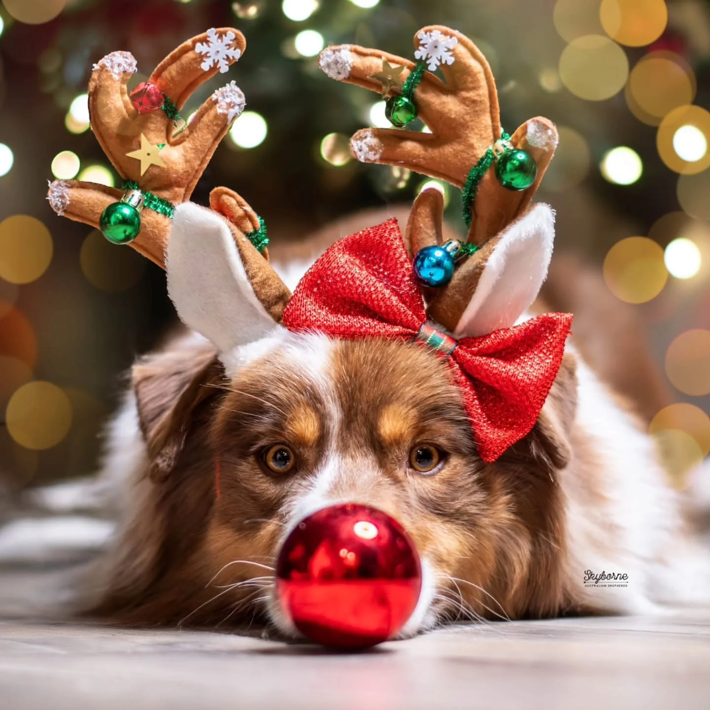 🎄 It's the most magical time of the year! 🎄 
🎅 24 Days until Christmas! 🎅
.
.
Questy being the most perfect girl that she always is. ❤️ I love this little red dog with all my heart. 
.
Skyborne's Adventure is Out There
CH Meatball x CH Lyric