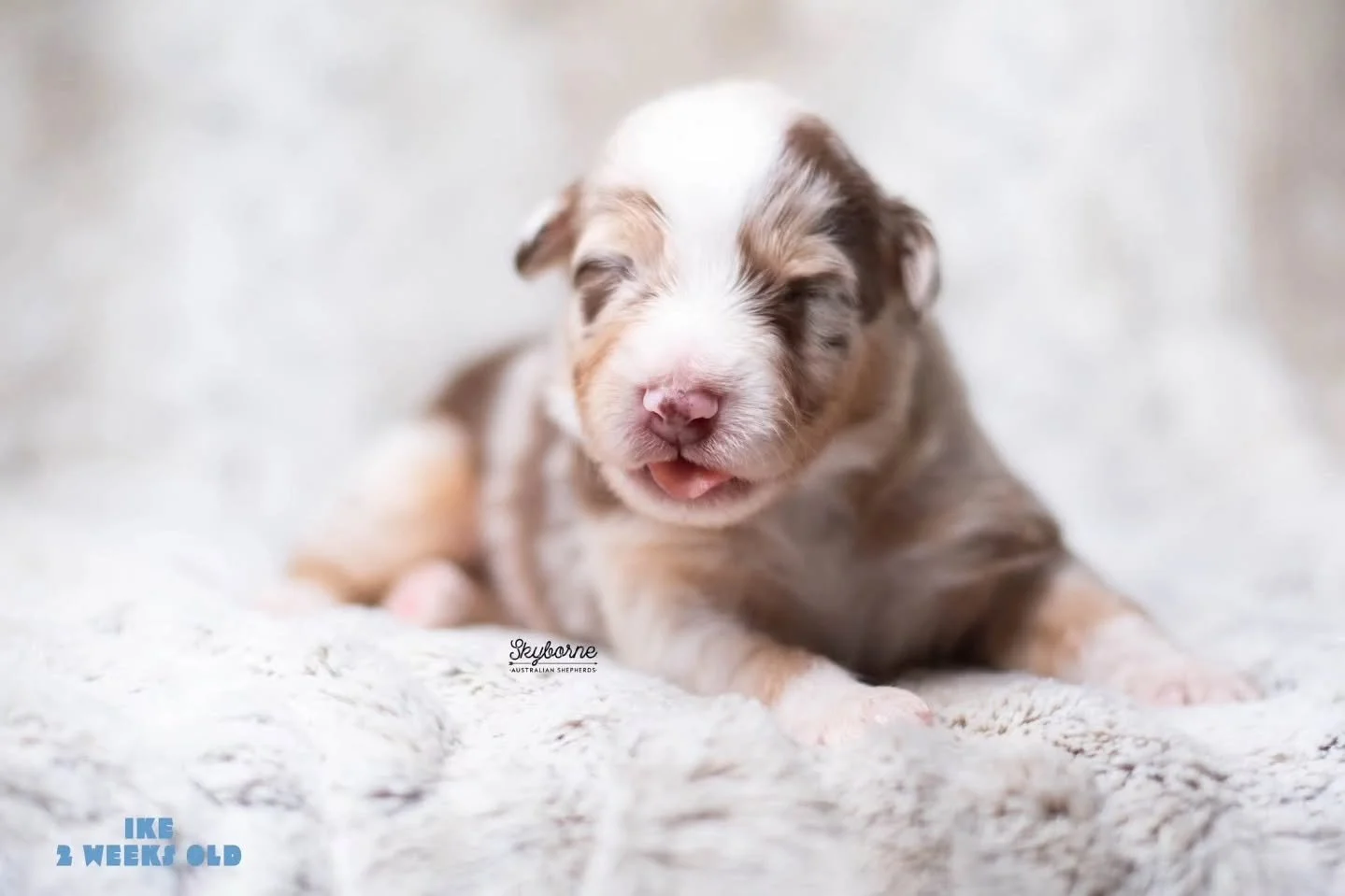 Little slow in posting this week!

Happy Two weeks (Tuesday!) to our little Super Smash Bros! Everyone's eyes are now open and they are really starting to move. Kirby is already trying to &quot;eat&quot; her momma's food (cottage cheese and heavy cre