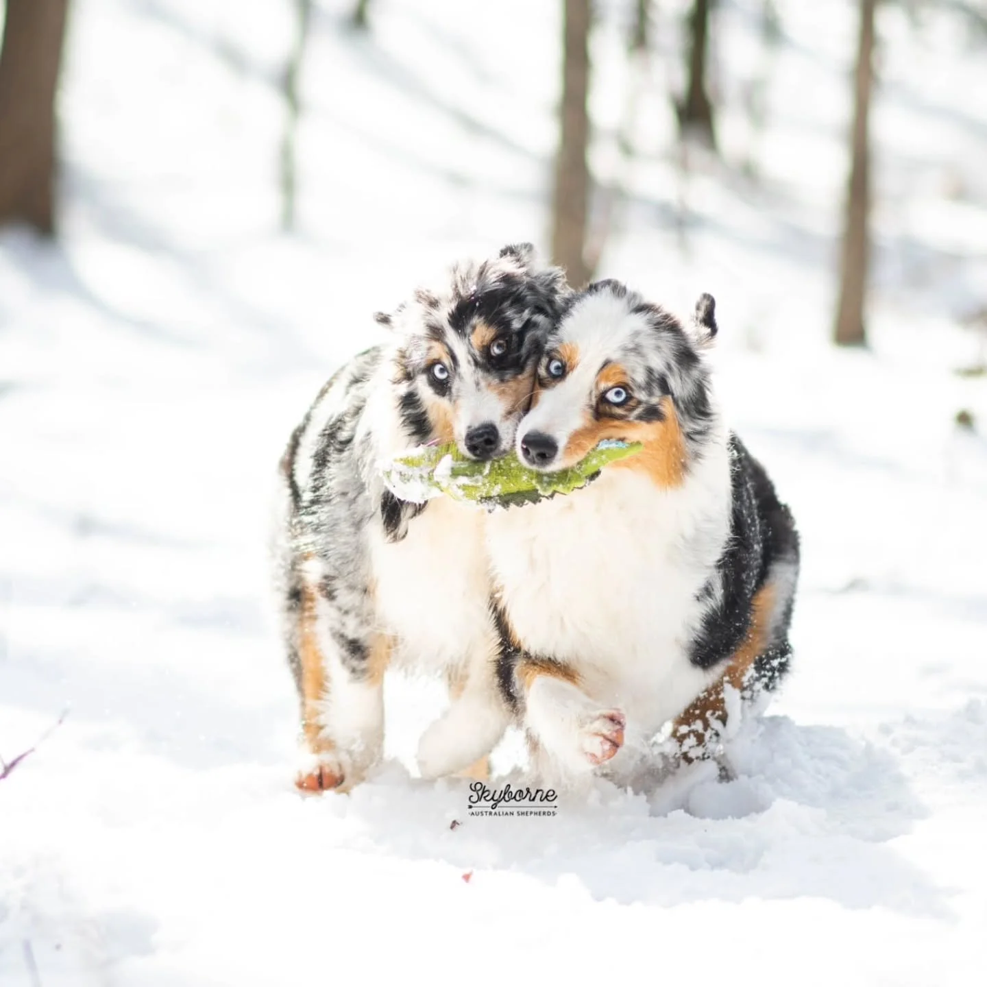 Happy birthday to Lyric, Halo and all of their littermates!

Lyric, CH Skyborne's Song of Storms BCAT DS CGC TKN
Halo, AKC Pt'd Skyborne's For Heaven's Sake CGC TKN
Strike, Skyborne's Storms Wake RN CA BCAT DEA DMX AS HDJ TKP VHMA
Tiki, UKC CH Skybor
